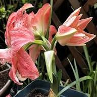 Pink Hippeastrum Rutilum Flower Seeds for Planting – Heirloom, Non-GMO, High Germination Organic Garden Seeds