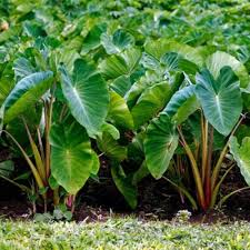 Taro Root Vegetable