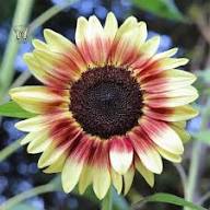 Mixed Color Sunflower Seeds – Non-GMO, High Germination Heirloom Organic Garden Seeds
