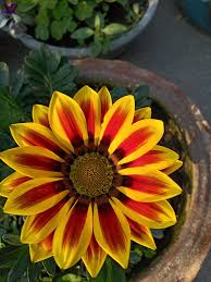Yellow Red Gazania Rigens Flower Seeds for Planting – Heirloom Non-GMO, High Germination Organic Garden Seeds