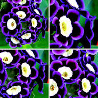 Blue Black Phantom Flower Seeds for Planting – Cut Flower Favorite, Heirloom, Non-GMO Seeds for Home Garden