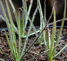 Green Drosophyllum Flower Seeds for Planting – Heirloom & Non-GMO Garden Seeds