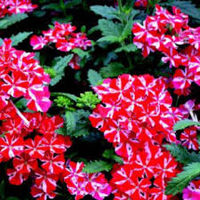 Stripe Verbena Flower Seeds for Planting – Heirloom Non-GMO, High Germination Organic Garden Seeds