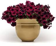 Heirloom Velour Petunia Flower Seeds for Planting – Non-GMO, Pollinator Friendly Organic Garden Seeds