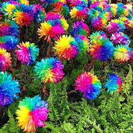 Crisantemos Flower Seeds for Planting – Heirloom, Non-GMO, Low Maintenance Organic Garden Seeds