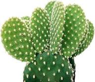 Mixed Opuntia Flower Seeds for Planting | Heirloom Non-GMO High Germination Organic Garden Seeds