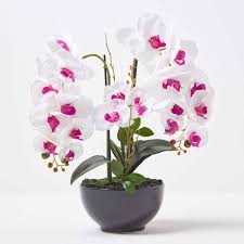 Pink Red Dendrobium Flower Seeds for Planting – Heirloom, Non-GMO, Drought Tolerant Organic Garden Seeds
