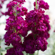 Purple Matthiola Flower Seeds for Planting - Shade Tolerant, Heirloom &amp; Non-GMO Seeds for Home Garden