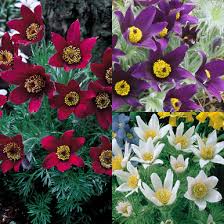 Mix Pulsatilla Pasque Flower Seeds for Planting – Heirloom Non-GMO High Germination Organic Garden Seeds