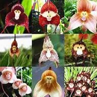Dark Red Monkey Face Orchid Flower Seeds for Planting | Heirloom Non-GMO High Germination