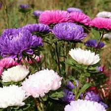 Violet White Chrysanthemum Flower Seeds for Planting – Heirloom, Non-GMO, Bright Bloom Garden Seeds