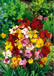 Wallflower Cheiranthus Cheiri Seeds for Planting – Heirloom, Non-GMO, High Germination Garden Seeds