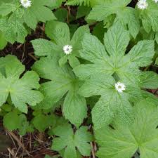 Goldenseal Root Seeds (Hydrastis canadensis) for Planting – Heirloom, Non-GMO Medicinal Herb for Shaded Gardens