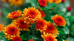 Yellow Red Chrysanthemum Flower Seeds for Planting – Bright Blooms, Heirloom, Non-GMO Seeds for Home Garden