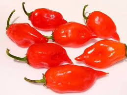 Habanero Chili flower seeds for planting - Heirloom & Non-GMO Garden Seeds