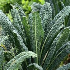 Green Kale Vegetable Seeds for Planting – Heirloom & Non-GMO Garden Seeds