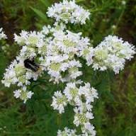 White Mountain Mint Flower Seeds for Planting – Heirloom Non-GMO, High Germination Organic Garden Seeds