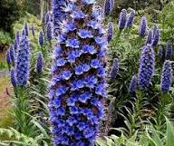 Purple Patterson’s Curse Flower Seeds for Planting – Heirloom, Non-GMO, High Germination Organic Garden Seeds