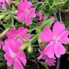 Silene Caroliniana Seeds – Sticky Catchfly / Wild Pink, Hardy Perennial Flower Seeds for Garden & Wildflower Mix