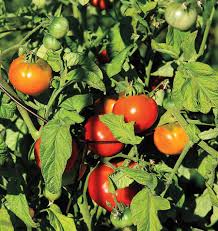 Super Fantastic Tomato Seeds for Planting – Heirloom, Non-GMO, Juicy Vegetable Garden Seeds – High Germination