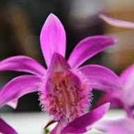 Tongariro Hardy Flower Seeds for Planting | Heirloom Non-GMO High Germination Organic Garden Seeds