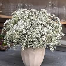 Lace Flower Seeds for Planting – Heirloom Non-GMO Pollinator Friendly Organic Garden Seeds