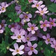 Gulliver Flower Seeds for Planting – Heirloom, Non-GMO, High Germination Organic Garden Seeds