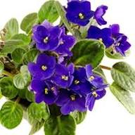 Sky Blue African Violet (Saintpaulia ionantha) Flower Seeds for Planting – Heirloom, Non-GMO
