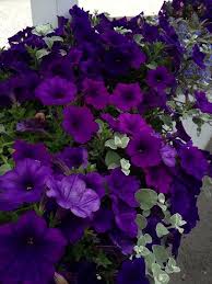 Violet Petunia Flower Seeds for Planting – Cut Flower Favorite, Heirloom, Non-GMO, High Germination