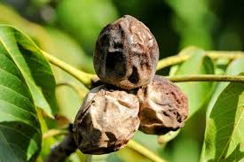 Black Walnut Tree Seeds for Planting – Heirloom, Non-GMO for Nut-Lover’s Backyard Trees