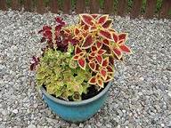 Green Brown Coleus Flower Seeds for Planting | Heirloom Non-GMO High Germination Organic Garden Seeds