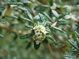 Nashia Inaguensis Seeds for Planting – Heirloom & Non-GMO Aromatic Shrub Variety