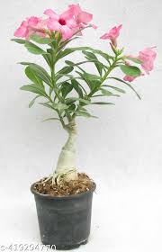 Light Pink Adenium Obesum Flower Seeds for Planting – Heirloom, Non-GMO, High Germination Organic Garden Seeds