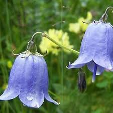 Blue Bell Orchid Flower Seeds for Planting – Heirloom, Non-GMO, Fragrant Organic Garden Seeds with High Germination