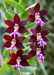 Trichoglottis Flower Seeds for Planting – Cottage Garden Essential, Heirloom &amp; Non-GMO Home Garden Seeds