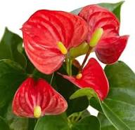 Anthurium Dark Orange Flower Seeds for Planting – Heirloom, Non-GMO, High Germination Organic Garden Seeds