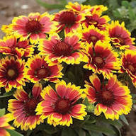 Yellow Red Arizona Flower Seeds for Planting – Heirloom, Non-GMO, High Germination Organic Garden Seeds