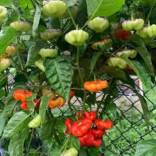 Aji Pepper Vegetable Seeds for Planting – Heirloom & Non-GMO Fruity Chili Seeds for Mild Spice Gardens