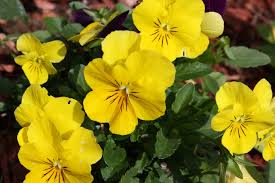 Pansy Flower Seeds for Planting – Heirloom, Non-GMO, High Germination Organic Garden Seeds