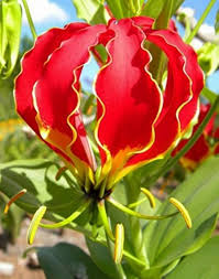 Gloriosa Flower Seeds for Planting – Heirloom, Non-GMO, High Germination Organic Garden Seeds