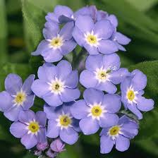 Bulk Forget-Me-Not Flower Seeds for Planting – Heirloom, Non-GMO, High Germination Organic Garden Seeds