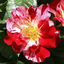 Red & White Climbing Rose Flower Seeds for Planting – Heirloom Non-GMO High Germination Organic Garden Seeds
