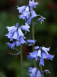 Blue Bell Orchid Flower Seeds for Planting – Heirloom, Non-GMO, Fragrant Organic Garden Seeds with High Germination