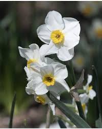 Narcissus Tazetta Flower Seeds for Planting – Fragrant Indoor & Outdoor Bloom