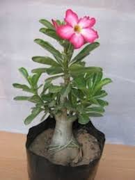Light Pink Adenium Obesum Flower Seeds for Planting – Heirloom, Non-GMO, High Germination Organic Garden Seeds