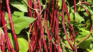 Long Bean Seeds for Planting – Heirloom, Non-GMO – Slender, Crisp Pods for Stir-Fries and Organic Garden Harvests