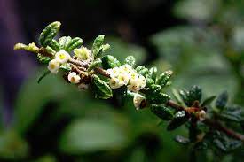 Nashia Inaguensis Seeds for Planting – Heirloom & Non-GMO Aromatic Shrub Variety