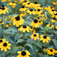 Yellow Rudbeckia Triloba Flower Seeds for Planting – Heirloom, Non-GMO, High Germination Organic Garden Seeds
