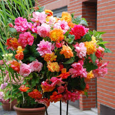 Begonia Flower Seeds for Planting – Compact Growth, Heirloom & Non-GMO Seeds