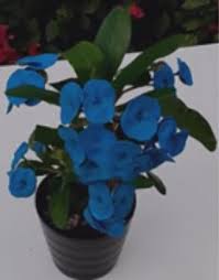 Blue Euphorbia Milii Flower Seeds for Planting – Heirloom, Non-GMO, Colorful Organic Garden Seeds